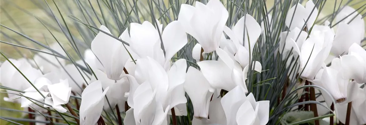 Alpenveilchen: Drinnen und draußen