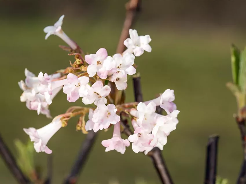 Viburnum x bodnantense 'Charles Lamont'