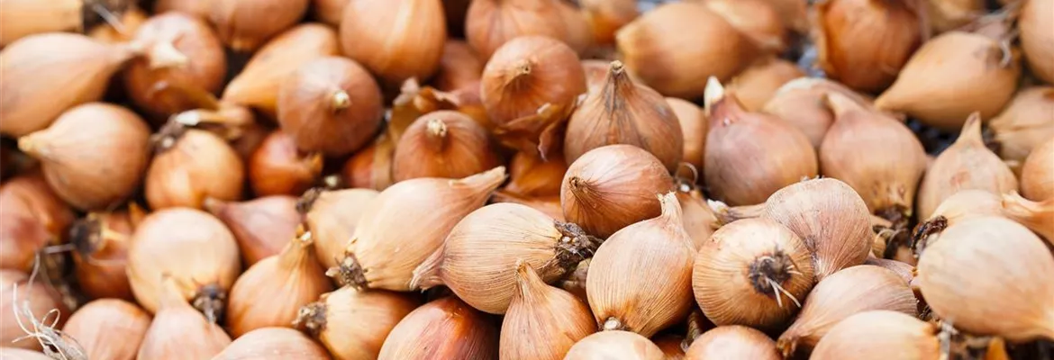 Blumenzwiebeln – kleine Zwiebeln mit großer Wirkung