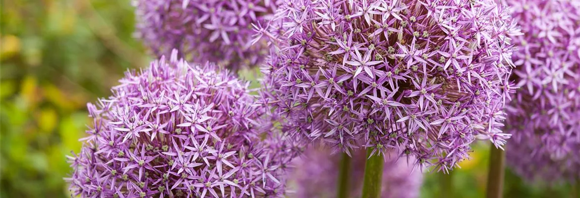 Allium – pflegeleichter Zierlauch als Gartenschmuck