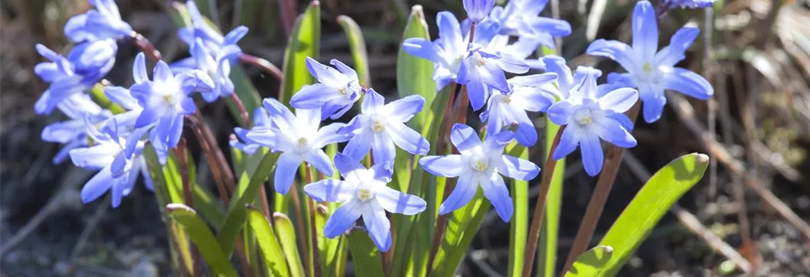 Blumenzwiebeln im Steingarten – So gelingt die Farbenpracht