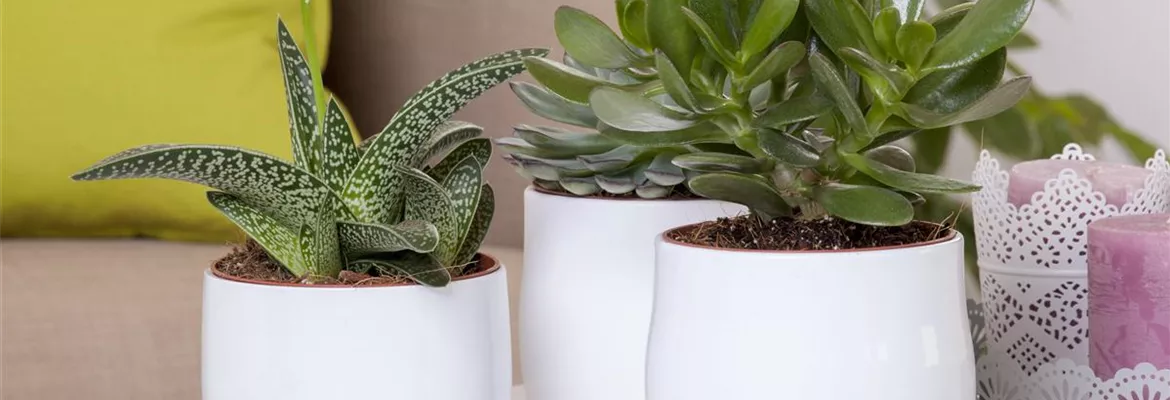 Aloe Vera - die Pflanze, die schön macht