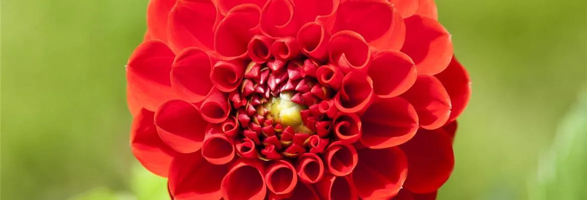 Dahlien – Blütenzauber im Sommer