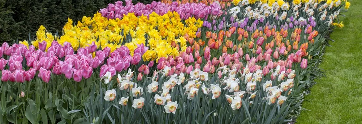 Das Blumenbeet pflegen: Gießen, düngen und schneiden