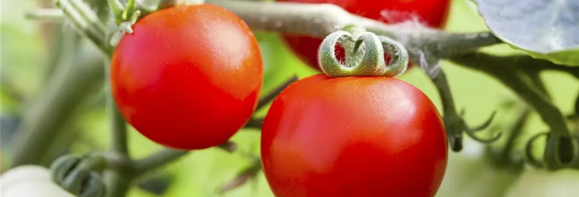 Alte Tomatensorten gibt es auch fürs Freiland