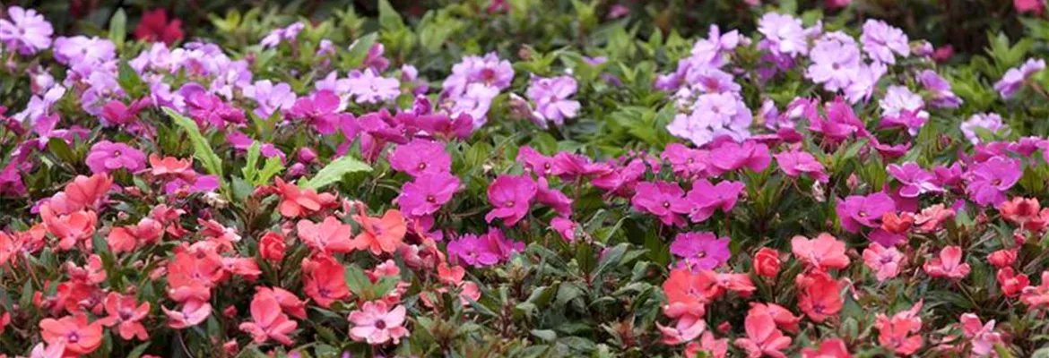 Begonien – tropische Blütenpracht in Haus und Garten