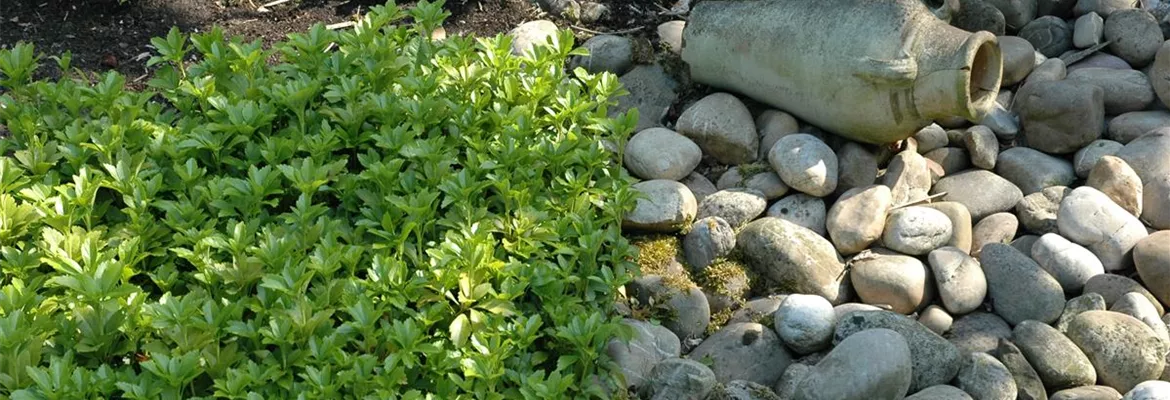 Auf dem Boden der Tatsachen – Bodendecker im Garten