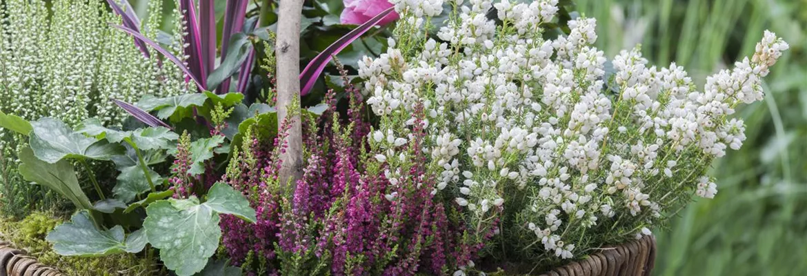 Blüten-Farben richtig kombinieren – eine Frage der Farbe