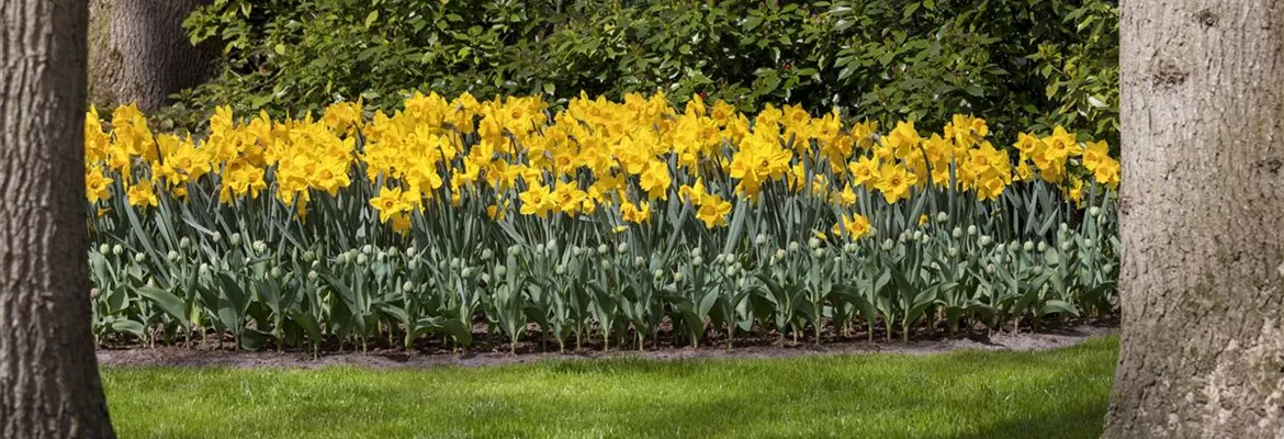Das richtige Blumenbeet für den eigenen Garten