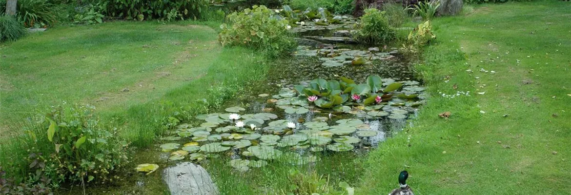 Der Bachlauf im Garten – Wasser bringt Ruhe und Erholung