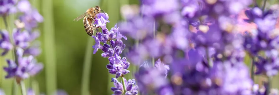 Bienenfreundliche Sommerblumen – ein Büffet für Biene und Co.