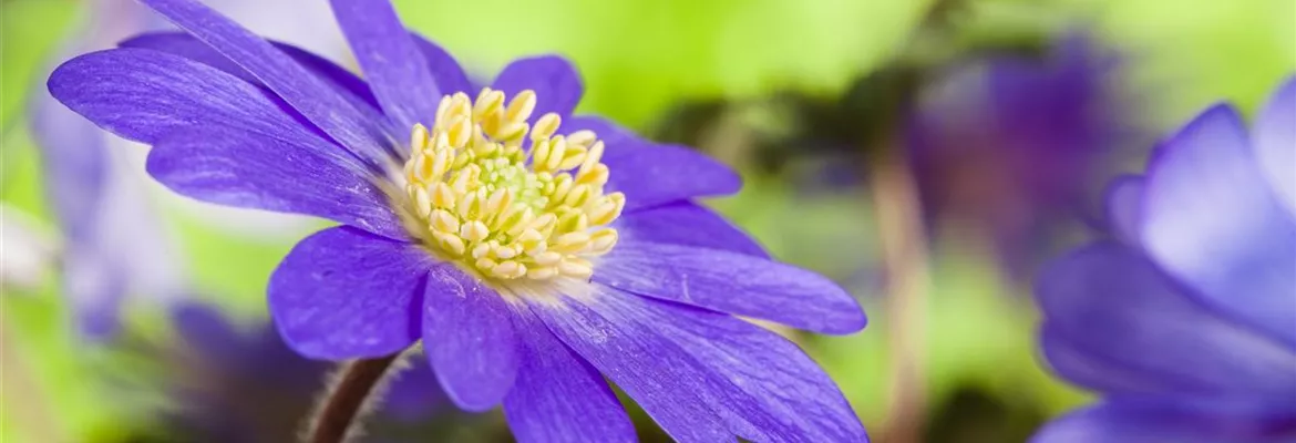 Anemonen im Topf bringen Farbenfreude auf den Balkon