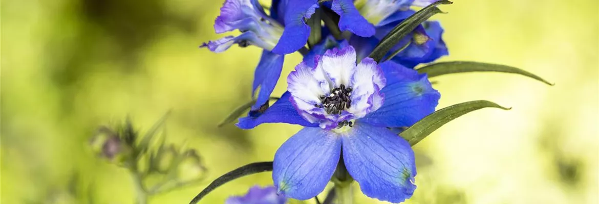Blumenbeete in Blau und Violett