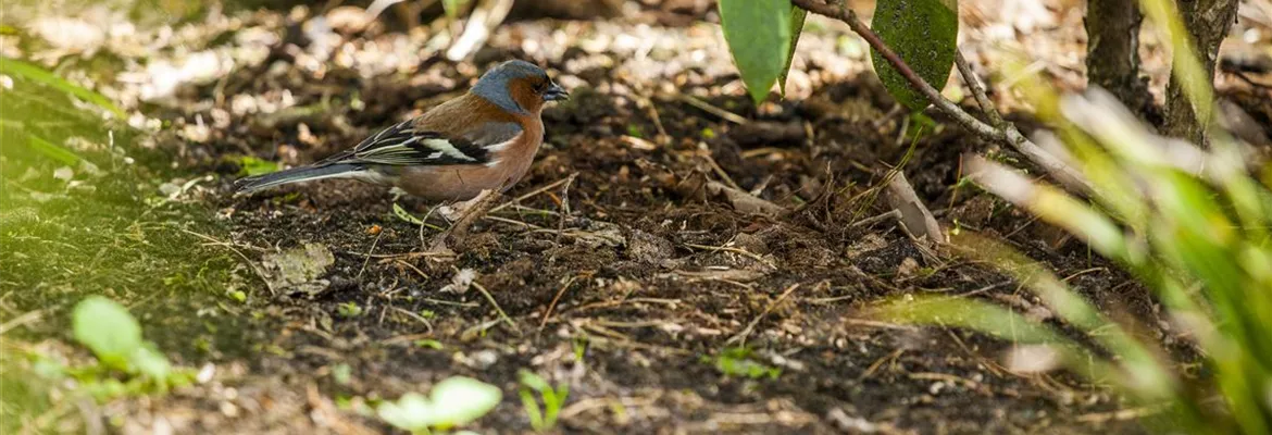 Der Garten – Heimat für Vögel und Co.