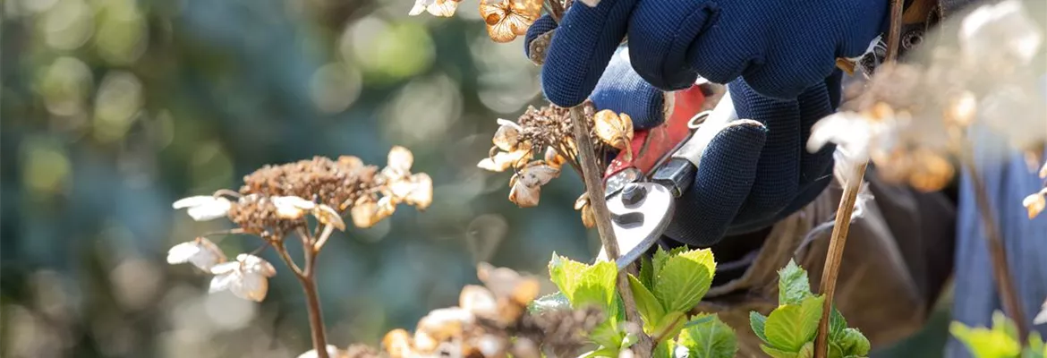 Alte Blütenstände machen Platz für neue Blüten