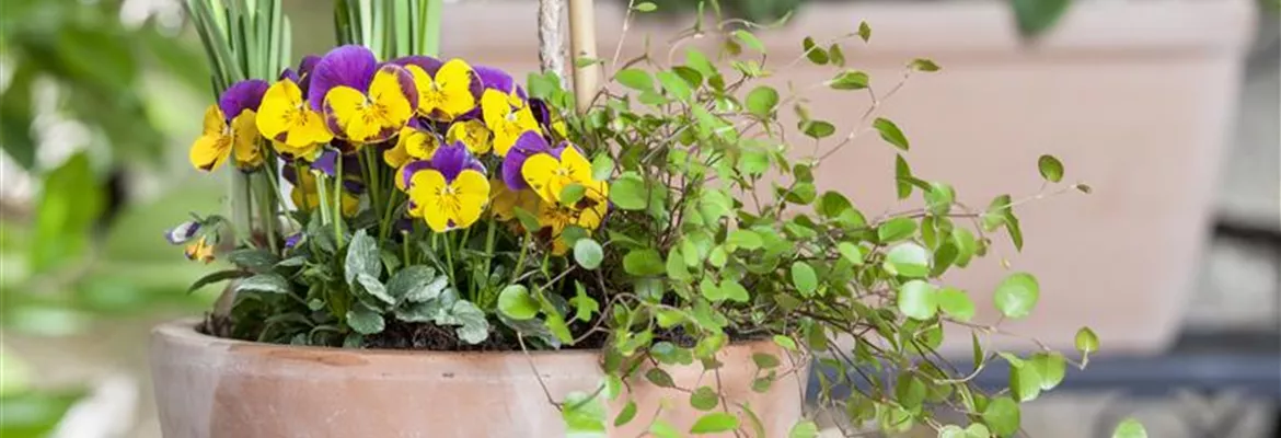 Blumenzwiebeln – einpflanzen in ein Gefäß