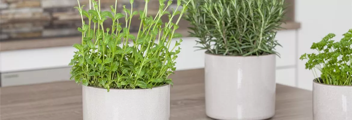 Besondere Kräuter mit ganz besonderen Aromen