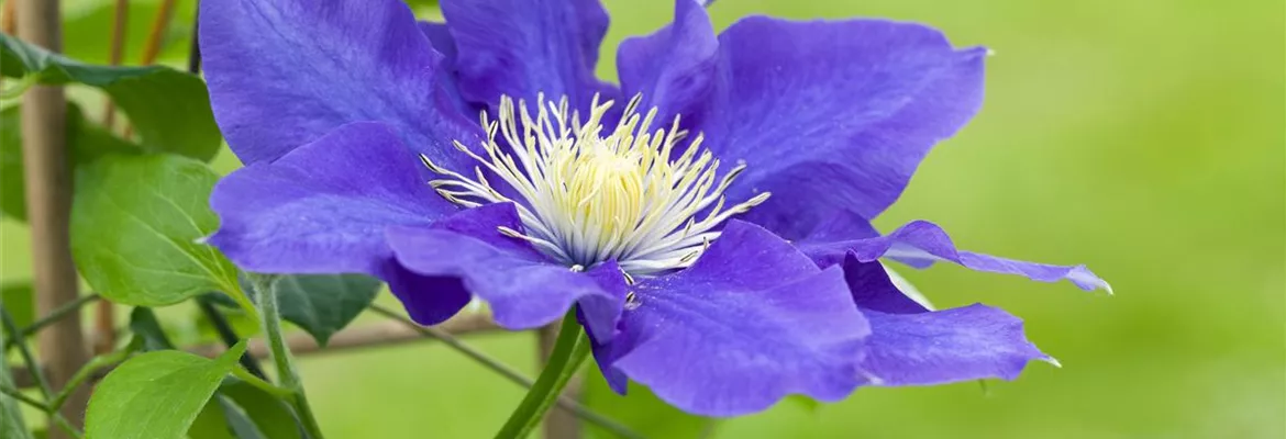Clematis – die robuste Kletterpflanze im Garten