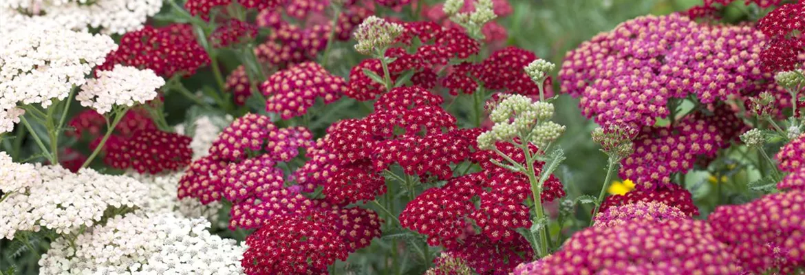 Das Blumenbeet – ein Hingucker in Rot und Rosa