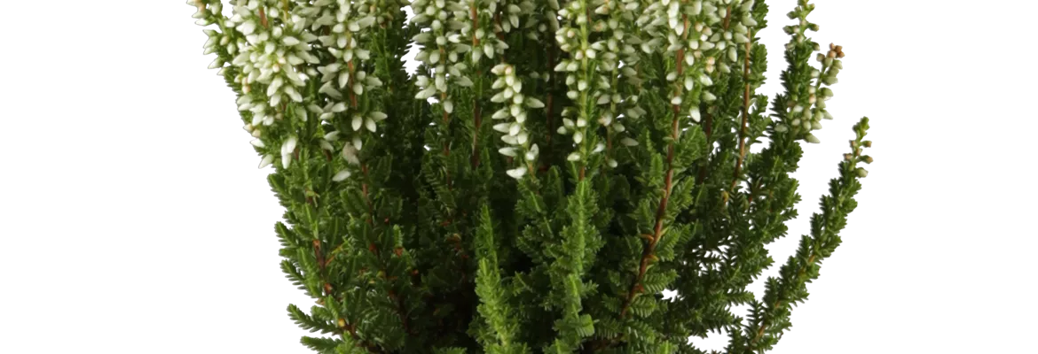 Calluna 'Beauty Ladies'