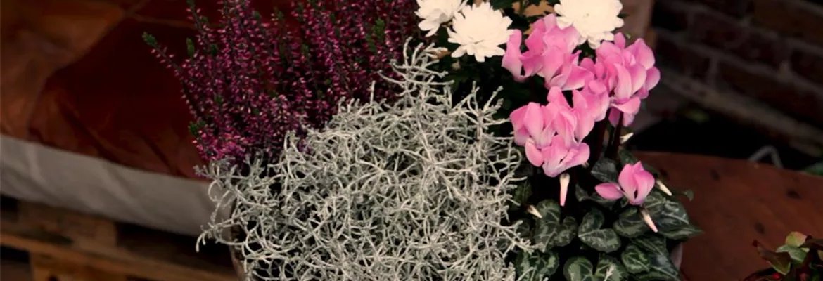 Blumenkübel – Herbstliche Bepflanzung
