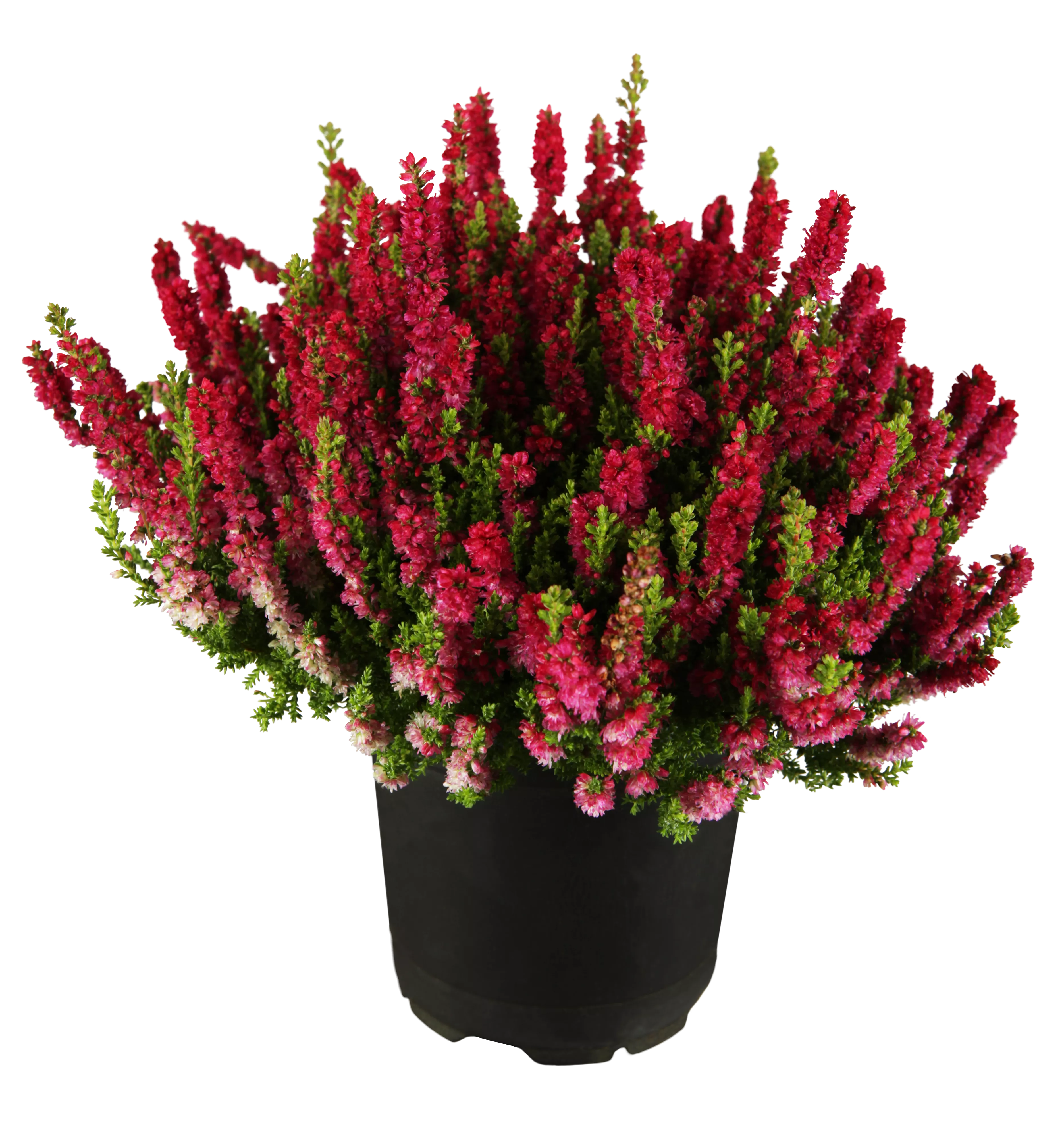 Calluna vulgaris 'Dark Beauty'(s), Besenheide 'Dark Beauty'(s)