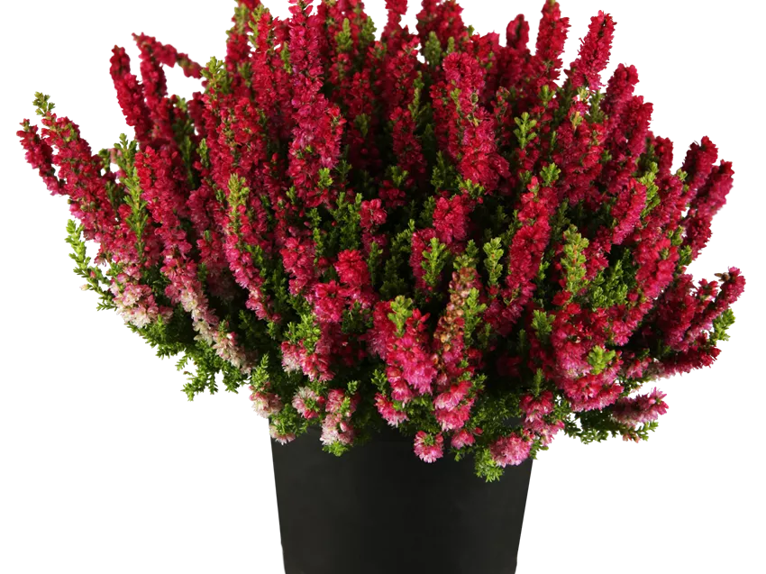 Calluna vulgaris 'Dark Beauty'(s)