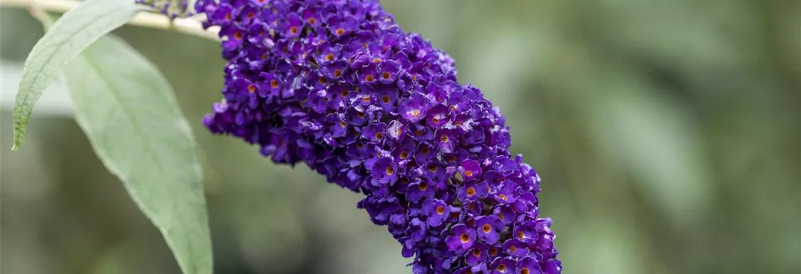Buddleja davidii 'Black Knight'