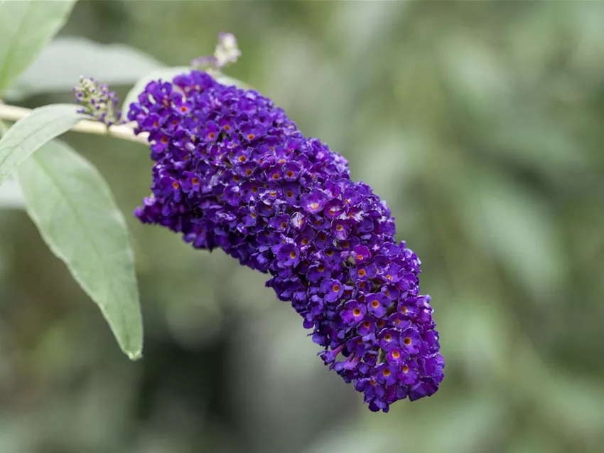 Buddleja davidii 'Black Knight'