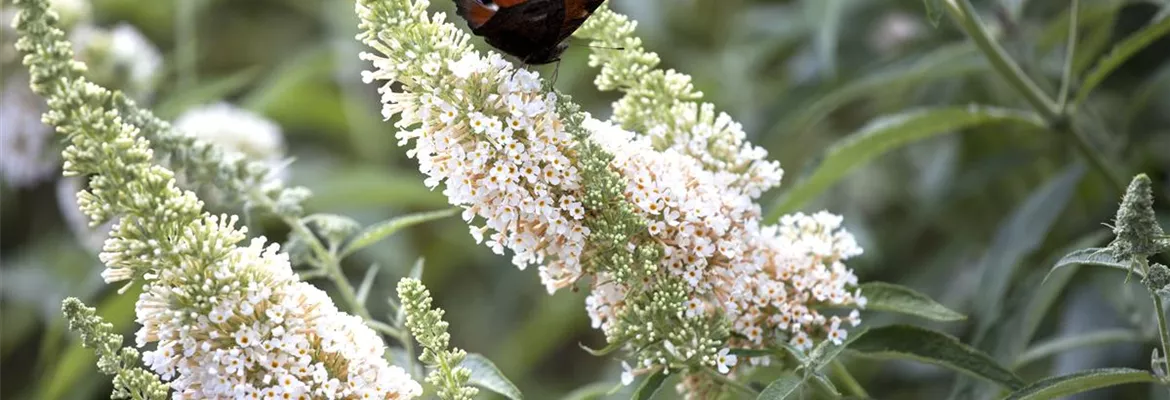 Buddleja davidii 'White Profusion'