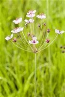 Butomus Umbellatus (Schwanenblume) Im Pflanzkorb – Heimisch, Winterhart, Rosa Blühend, Für Teichrand