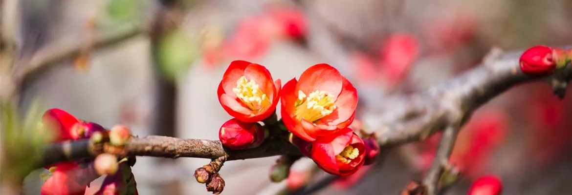Chaenomeles x superba 'Fire Dance'