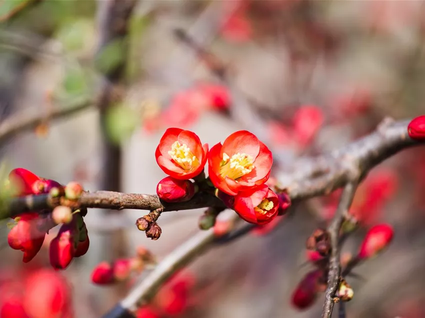 Chaenomeles x superba 'Fire Dance'