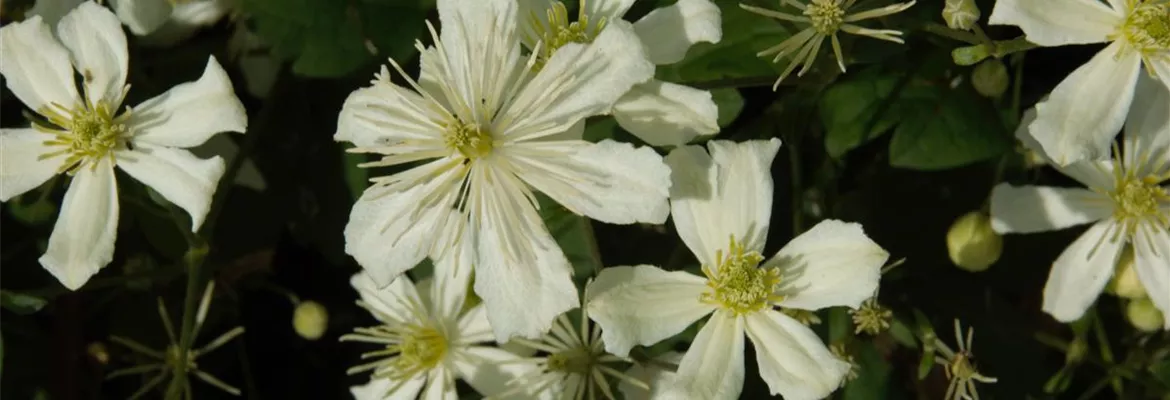 Clematis armandii