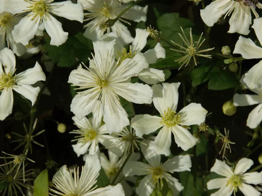Clematis armandii