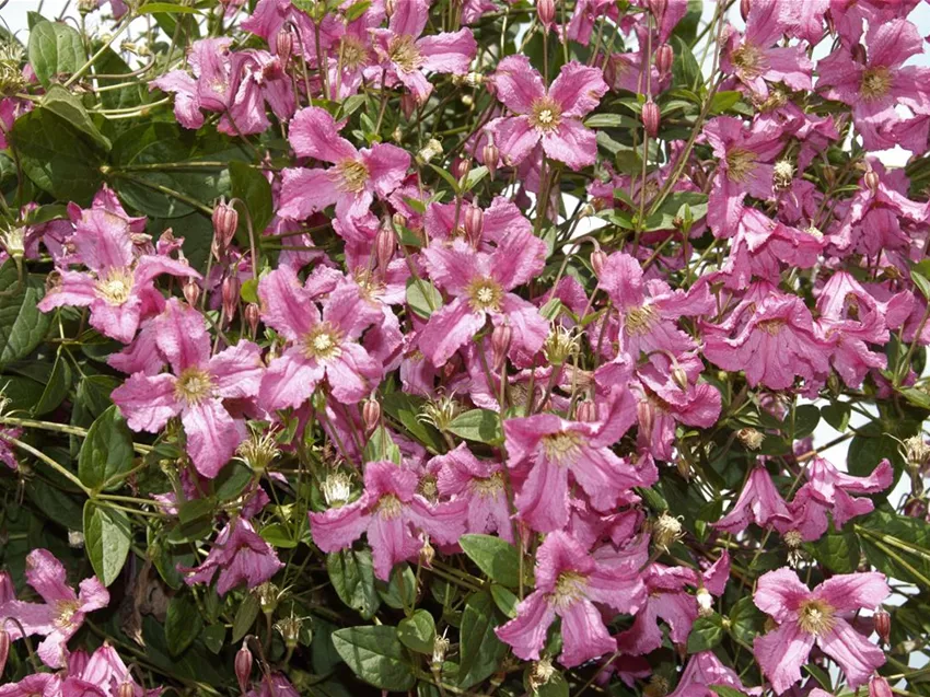 Clematis montana 'Freda'