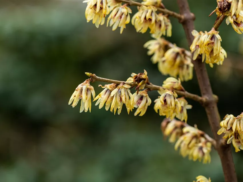 Chimonanthus praecox