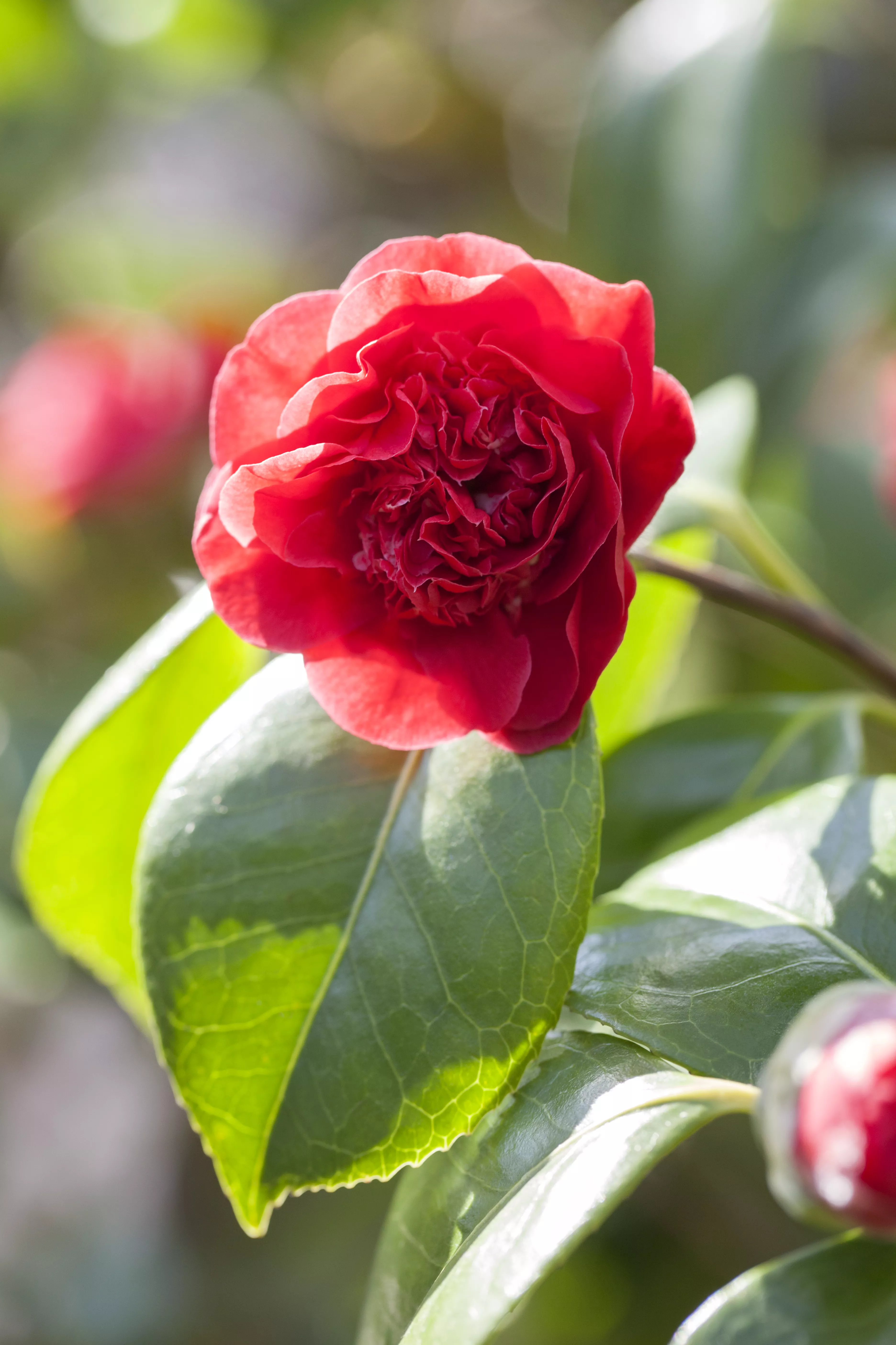 Camellia japonica, Japanische Kamelie