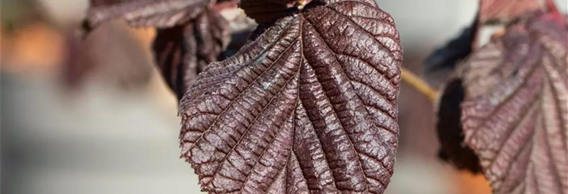 Corylus maxima 'Purpurea'