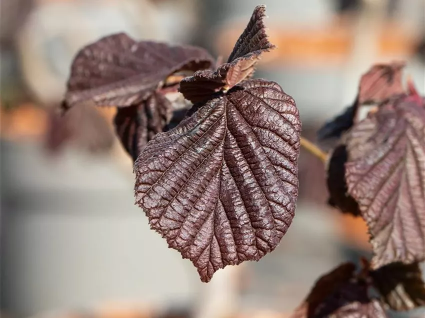 Corylus maxima 'Purpurea'