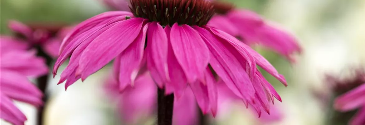 Echinacea purpurea 'Rubinstern'