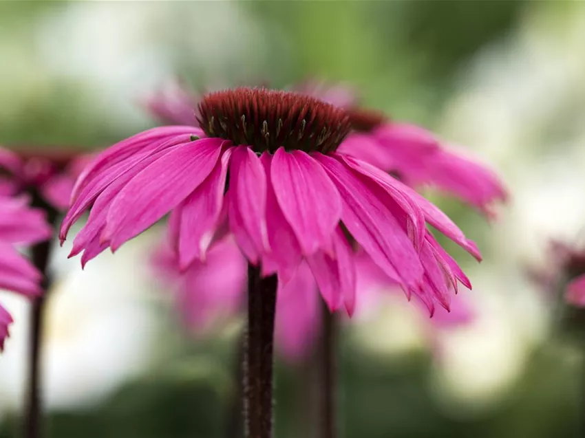 Echinacea purpurea 'Rubinstern'