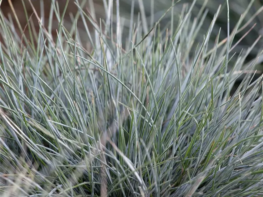 Festuca cinerea