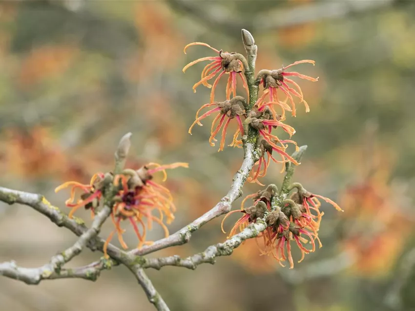 Hamamelis x intermedia 'Jelena'