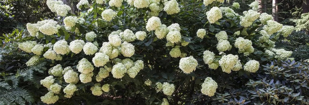 Hydrangea paniculata 'Phantom'