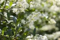 Ligustrum vulgare 'Lodense', Zwergliguster 'Lodense'
