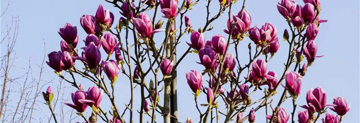 Magnolia 'Cleopatra'