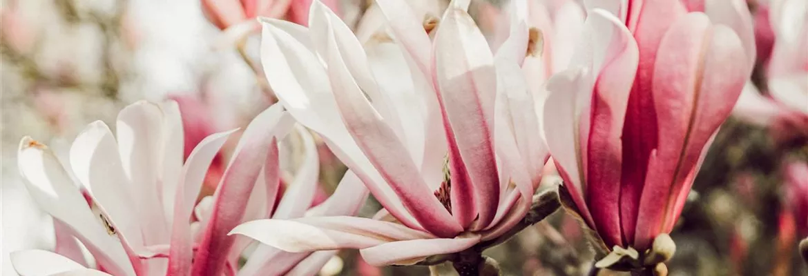 Magnolia 'Sunrise'
