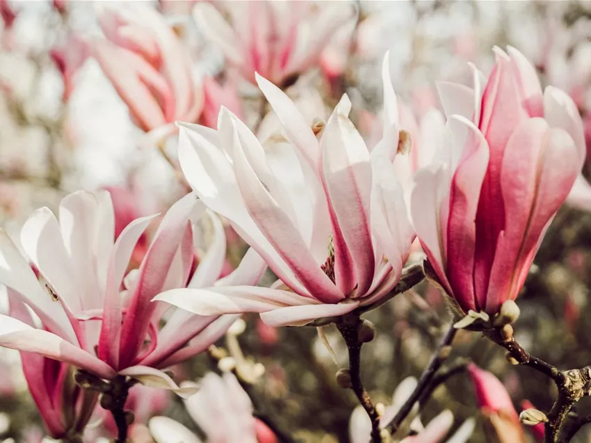 Magnolia 'Sunrise'