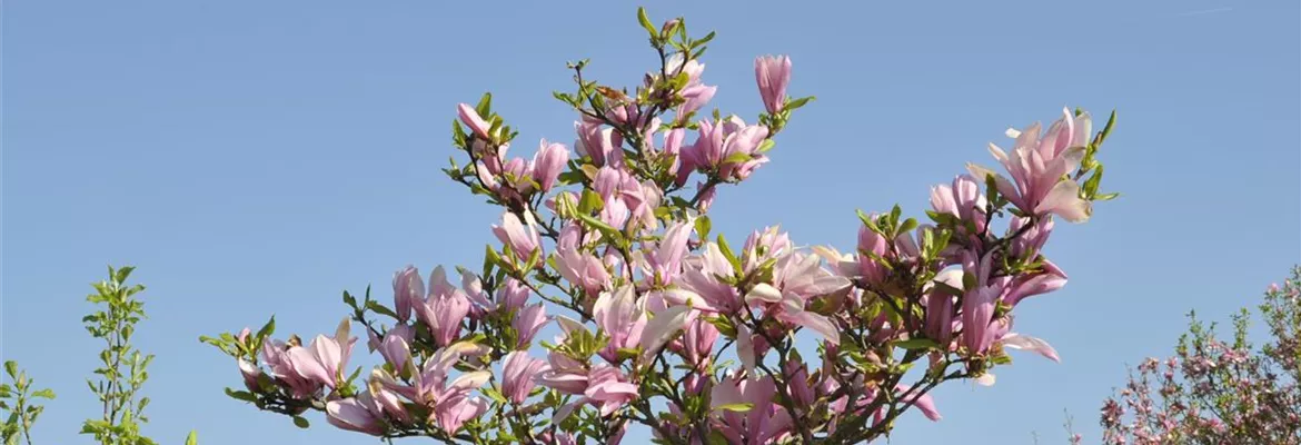 Magnolia x brooklynensis